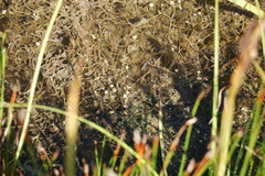 Ranunculus subrigidus