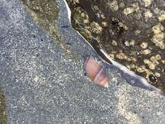 Pagurus novizealandiae