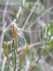 Comesperma volubile