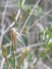 Comesperma volubile