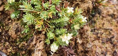 Kelleria laxa