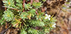 Kelleria laxa