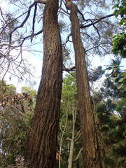 Eucalyptus siderophloia