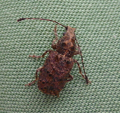 Holophloeus nigellus
