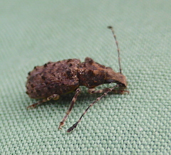 Holophloeus nigellus
