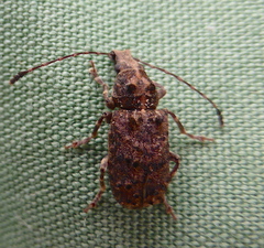 Holophloeus nigellus