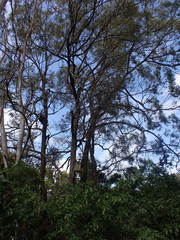 Eucalyptus siderophloia