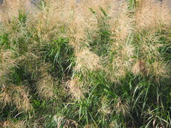 Phragmites vallatoria