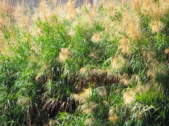 Phragmites vallatoria