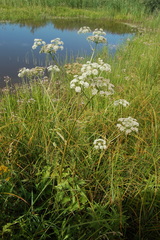 Ostericum palustre
