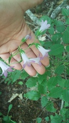 Campanula sibirica taurica