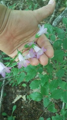 Campanula sibirica taurica