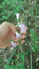 Campanula sibirica taurica