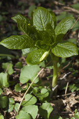 Scopolia caucasica