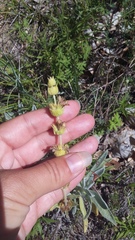 Sideritis catillaris