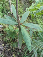 Saurauia tristyla
