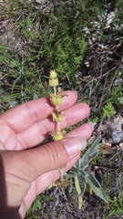 Sideritis catillaris