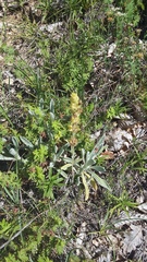 Sideritis catillaris