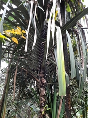 Pandanus penangensis