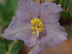 Solanum prinophyllum