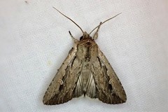 Persectania dyscrita