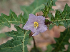 Solanum prinophyllum