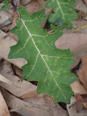 Solanum prinophyllum