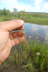 Ranunculus subrigidus