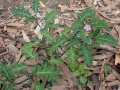 Solanum prinophyllum
