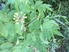 Aralia humilis