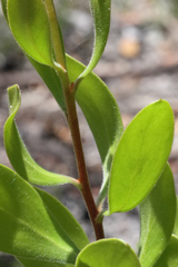 Persoonia cornifolia