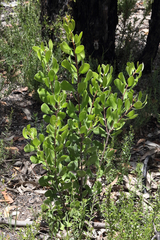 Persoonia cornifolia