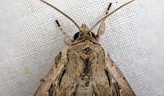 Persectania dyscrita