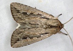 Persectania dyscrita