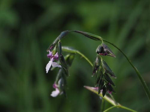 Thalia geniculata
