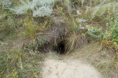 Marmota
