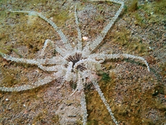 Actinostephanus haeckeli image