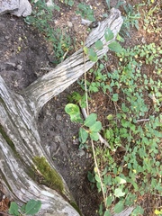 Lonicera arizonica