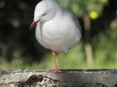 Chroicocephalus novaehollandiae scopulinus