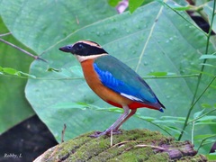 Pitta moluccensis