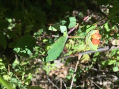 Lonicera arizonica