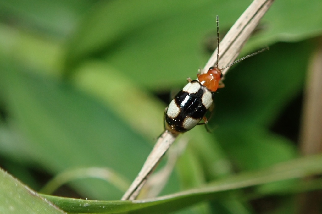 Monolepta signata from Lam Tsuen, New Territories, HK on December 19