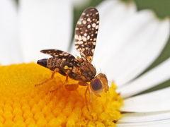 Oxyna flavipennis
