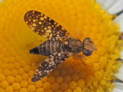 Oxyna flavipennis