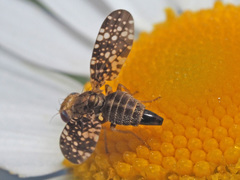 Oxyna flavipennis