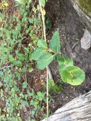 Lonicera arizonica