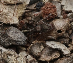 Rhytidoponera tasmaniensis