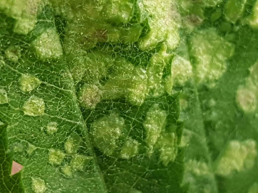 Rowan blister mite