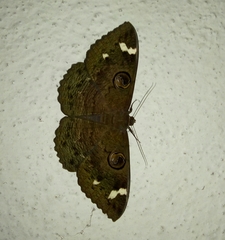 Erebus hieroglyphica