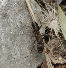 Rhytidoponera tasmaniensis